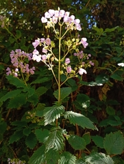 Jovellana punctata