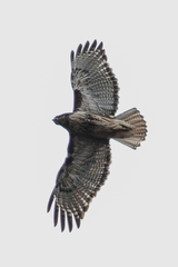 Buteo ventralis