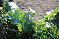 Brassiceae