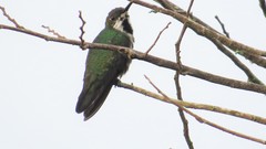Anthracothorax nigricollis