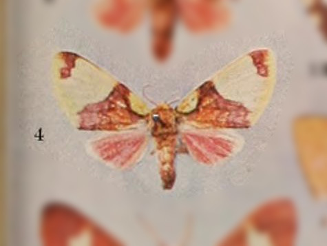 Pseudepimolis flavonotata