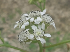 Verbesina eggersii