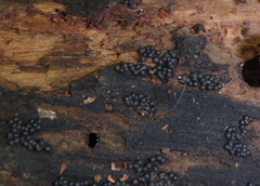 Rosellinia corticium