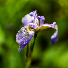 Iris versicolor