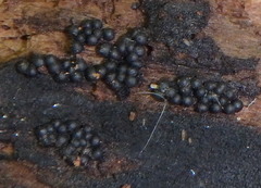 Rosellinia corticium