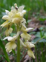Orchis pallens