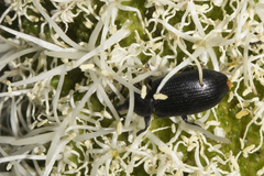 Paratranes zimmermani