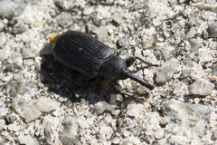 Paratranes zimmermani