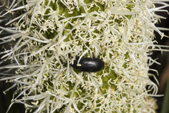 Paratranes zimmermani