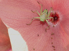 Acanthoplus