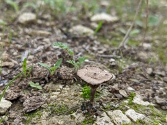 Agaricomycetes