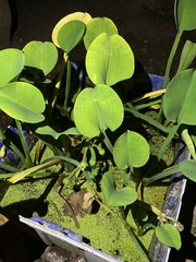Limnocharis