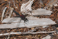Leucorrhinia glacialis