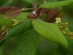 Wikstroemia canescens