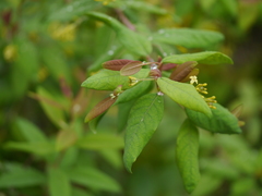 Wikstroemia canescens