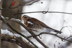 Turdus pilaris