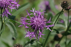 Centaurea scabiosa