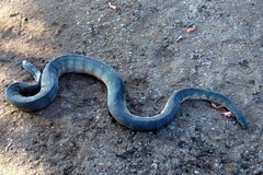 Hydrophis schistosus
