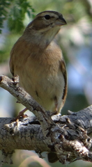 Emberiza impetuani