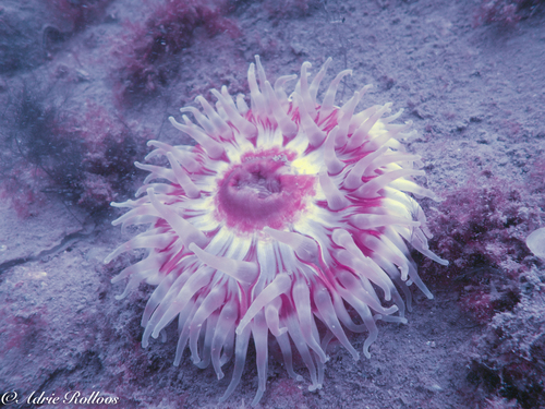 Dahlia Anemone, Den Osse - Nieuwe kerkweg, photo 9 of 10
