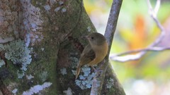 Mionectes oleagineus
