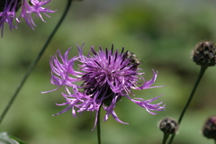 Centaurea scabiosa