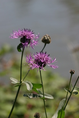 Centaurea scabiosa