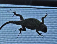 Sceloporus scitulus