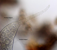 Amphileptus procerus