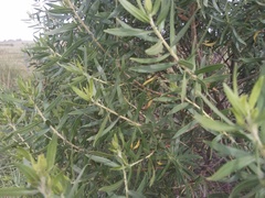 Baccharis spicata