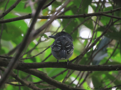 Thamnophilus punctatus