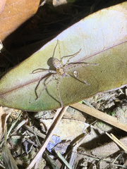 Heteropoda amphora