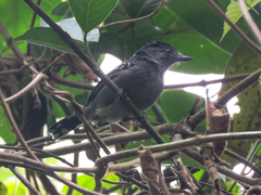 Thamnophilus punctatus