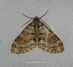 Trichopterigia sanguinipunctata
