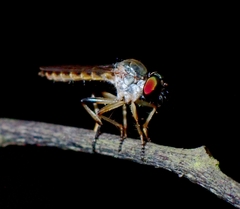 Diptera