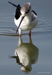 Himantopus himantopus