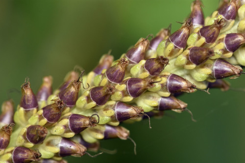 Plantago major
