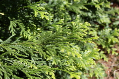 Thujopsis dolabrata