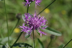 Centaurea scabiosa