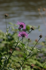 Centaurea scabiosa
