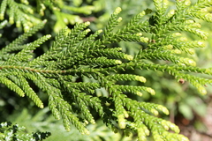 Thujopsis dolabrata