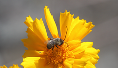 Alloscirtetica