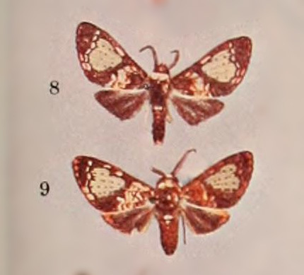 Azatrephes fuliginosa