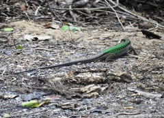Ameiva