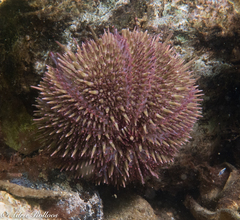 Psammechinus miliaris