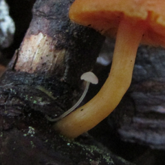 Mycena erubescens