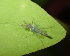 Pterygota
