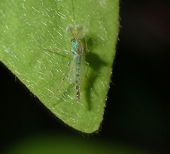 Pterygota