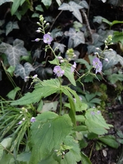 Veronica urticifolia