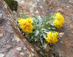 Jacobaea carniolica